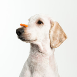 A dog showing patience with a treat on nose.