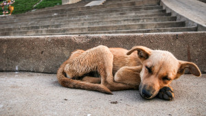 Young stray dog sleeping on pavement in india