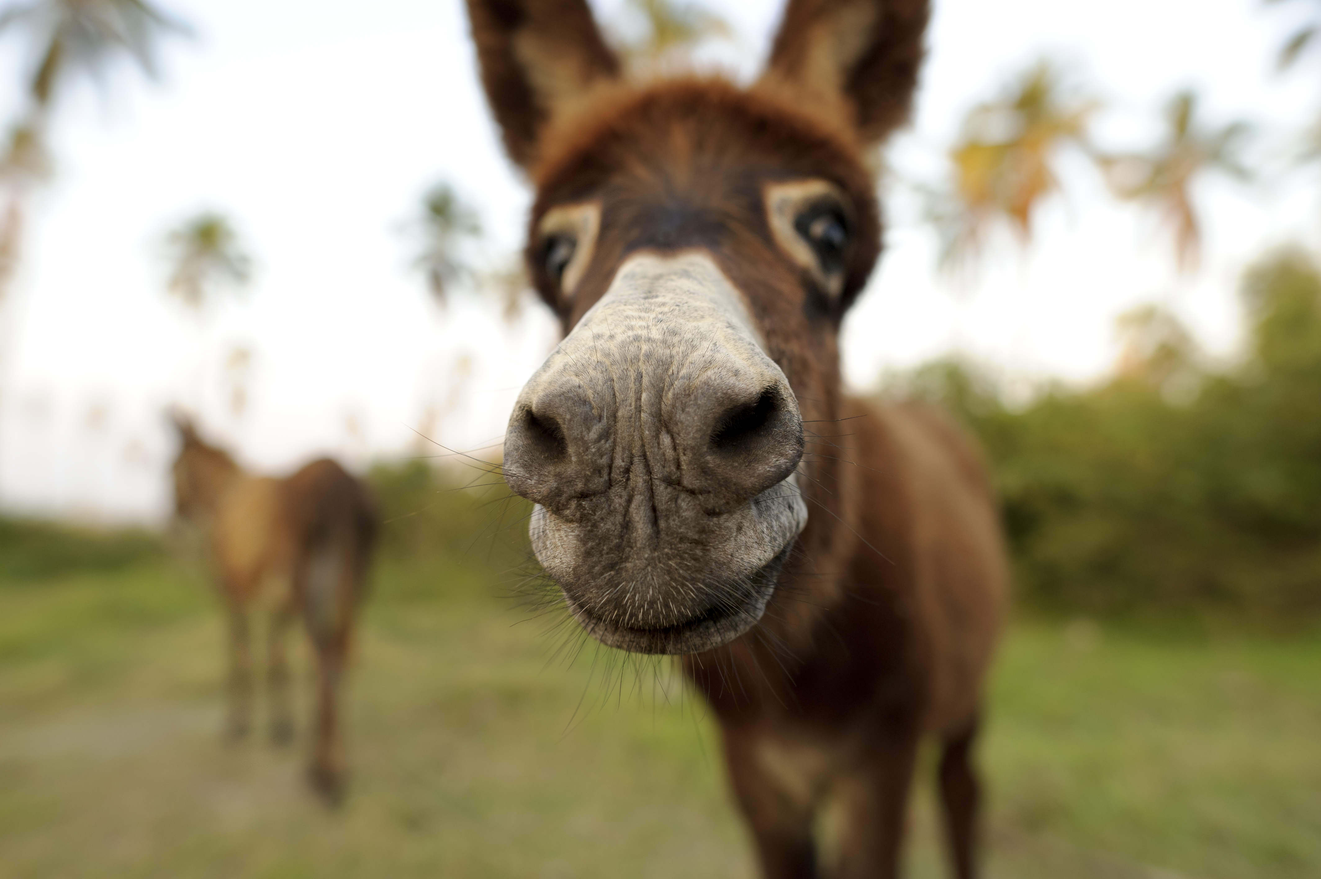 What Is The Definition Of Donkey Punch