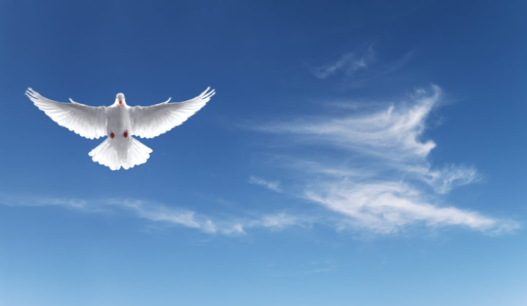 White Holy Dove flying in the sky panoramic view