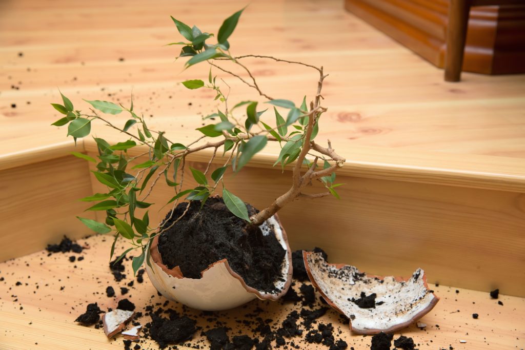 Young plant - "Ficus" in a broken flower pot